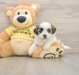 6 week old Teddy Bear Puppy For Sale - Windy City Pups