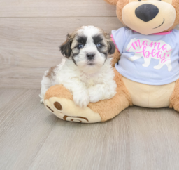 6 week old Teddy Bear Puppy For Sale - Windy City Pups