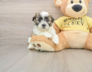 7 week old Teddy Bear Puppy For Sale - Windy City Pups