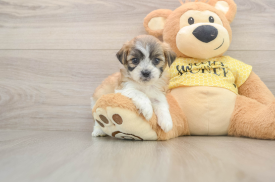 Teddy Bear Puppy for Adoption