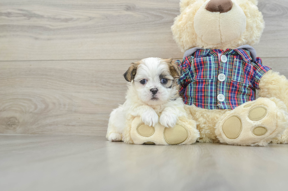 6 week old Teddy Bear Puppy For Sale - Windy City Pups