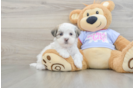 Friendly Teddy Bear Baby