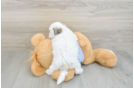 Little Shi Chon Designer Puppy