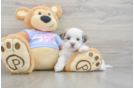 Teddy Bear Puppy for Adoption