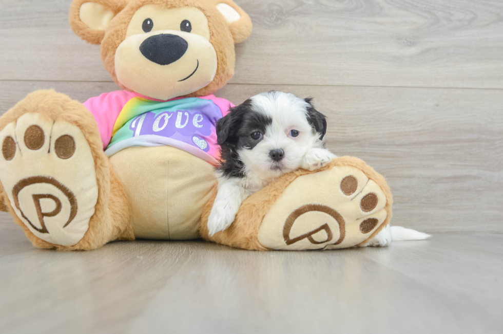 5 week old Teddy Bear Puppy For Sale - Windy City Pups