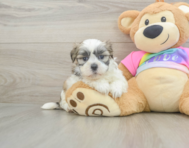 7 week old Teddy Bear Puppy For Sale - Windy City Pups