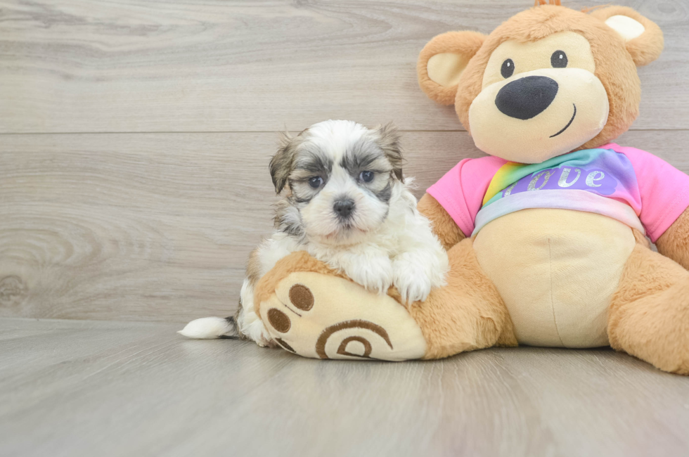 6 week old Teddy Bear Puppy For Sale - Windy City Pups