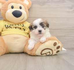6 week old Teddy Bear Puppy For Sale - Windy City Pups