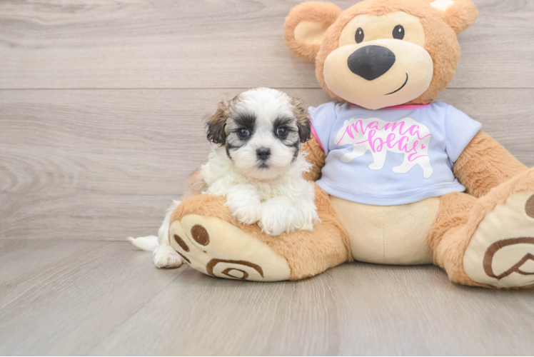 Best Teddy Bear Baby