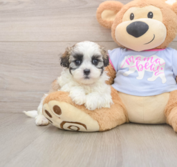 6 week old Teddy Bear Puppy For Sale - Windy City Pups