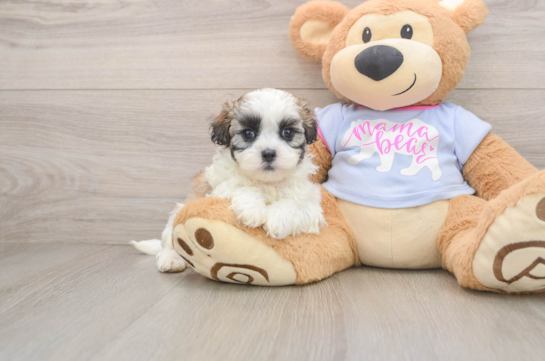 ABBY, a Teddy Bear littermate