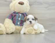 8 week old Teddy Bear Puppy For Sale - Windy City Pups