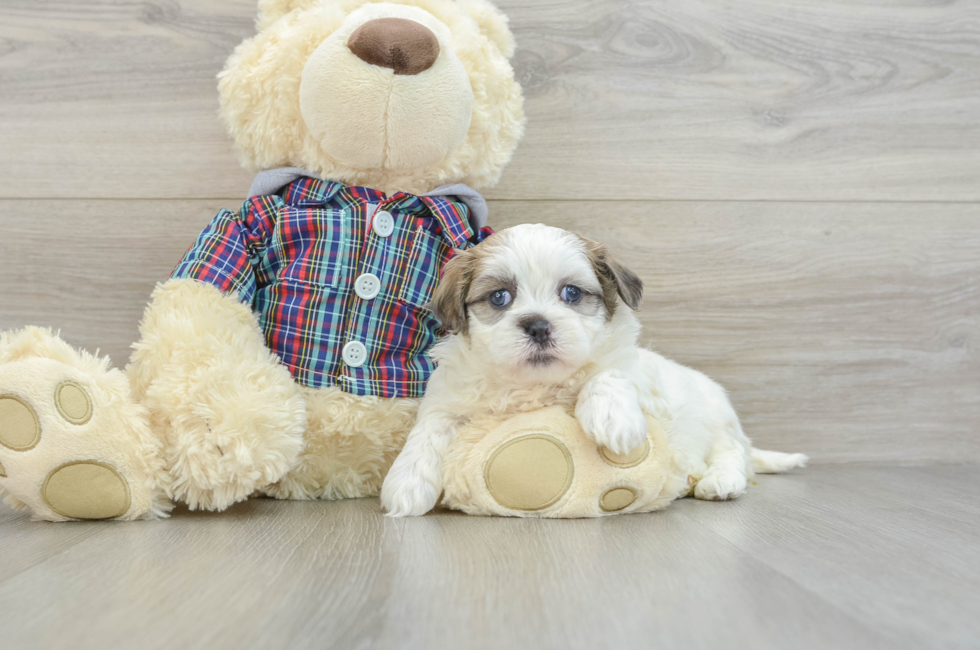 6 week old Teddy Bear Puppy For Sale - Windy City Pups