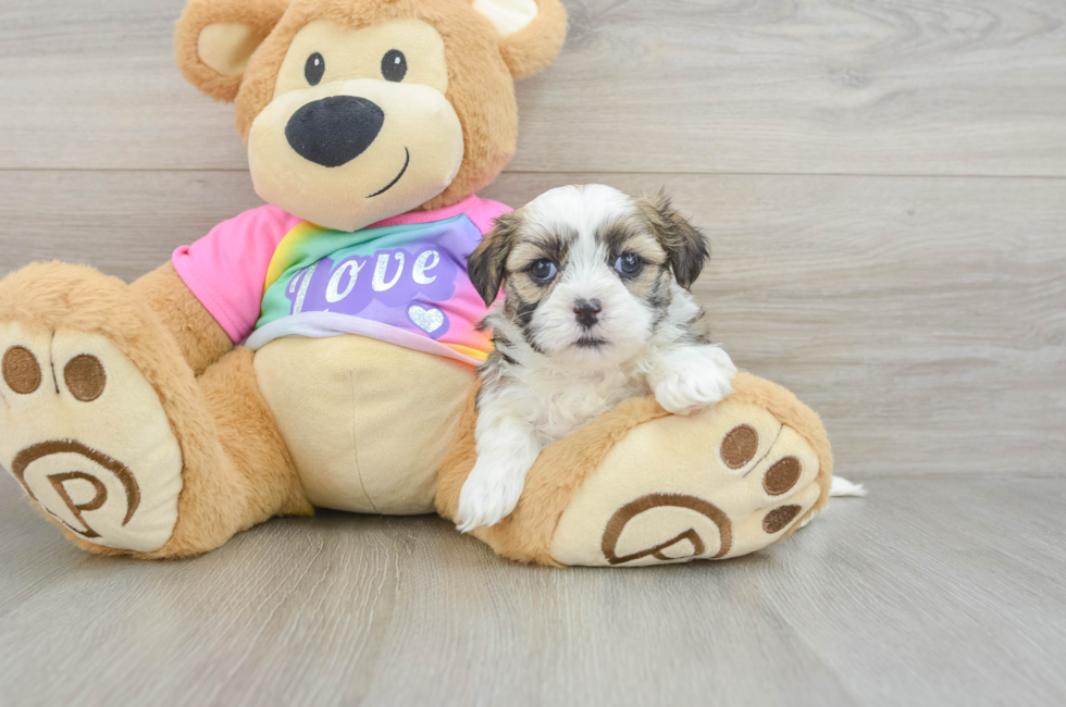 5 week old Teddy Bear Puppy For Sale - Windy City Pups