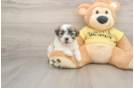 Small Teddy Bear Baby