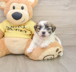 6 week old Teddy Bear Puppy For Sale - Windy City Pups