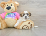 7 week old Teddy Bear Puppy For Sale - Windy City Pups