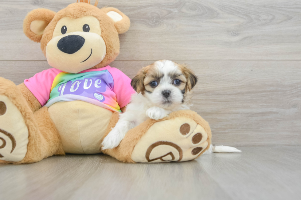 5 week old Teddy Bear Puppy For Sale - Windy City Pups
