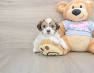 8 week old Teddy Bear Puppy For Sale - Windy City Pups