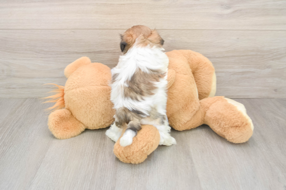 Sweet Teddy Bear Baby