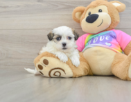 8 week old Teddy Bear Puppy For Sale - Windy City Pups