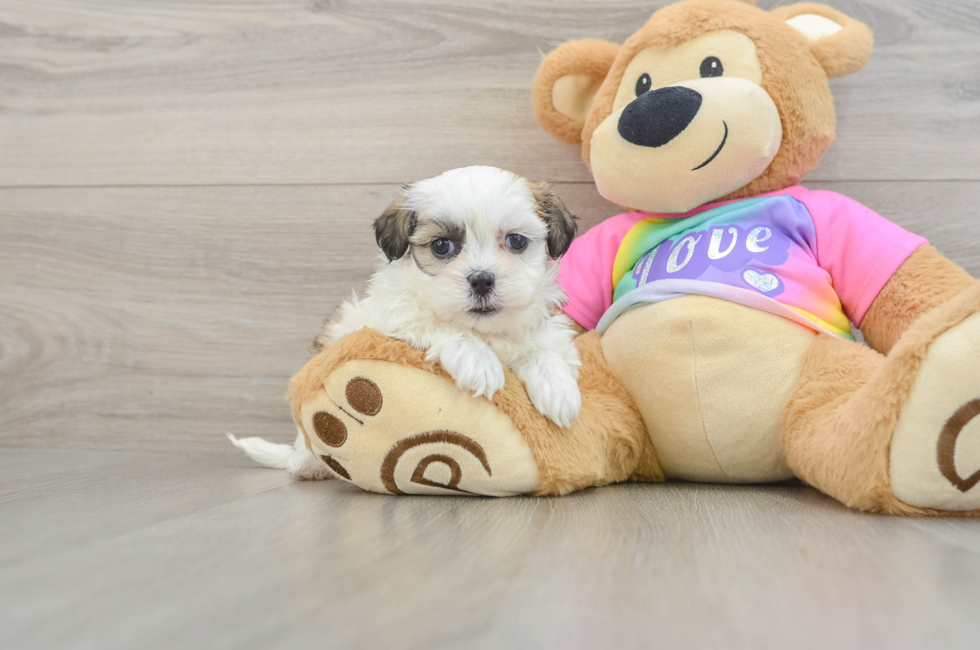 5 week old Teddy Bear Puppy For Sale - Windy City Pups