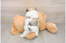 Teddy Bear Pup Being Cute