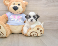 9 week old Teddy Bear Puppy For Sale - Windy City Pups