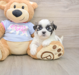 8 week old Teddy Bear Puppy For Sale - Windy City Pups
