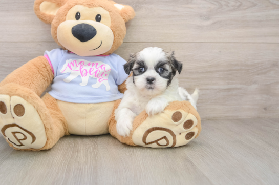 ADDISON, a Teddy Bear littermate