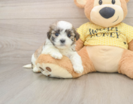8 week old Teddy Bear Puppy For Sale - Windy City Pups