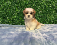 10 week old Teddy Bear Puppy For Sale - Windy City Pups