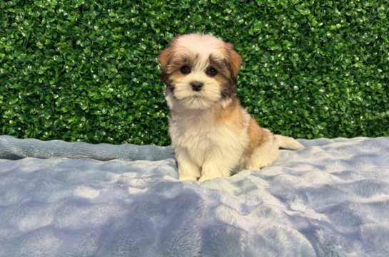 Best Teddy Bear Baby