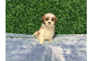 Teddy Bear Pup Being Cute