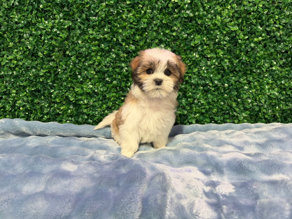 Teddy Bear Pup Being Cute