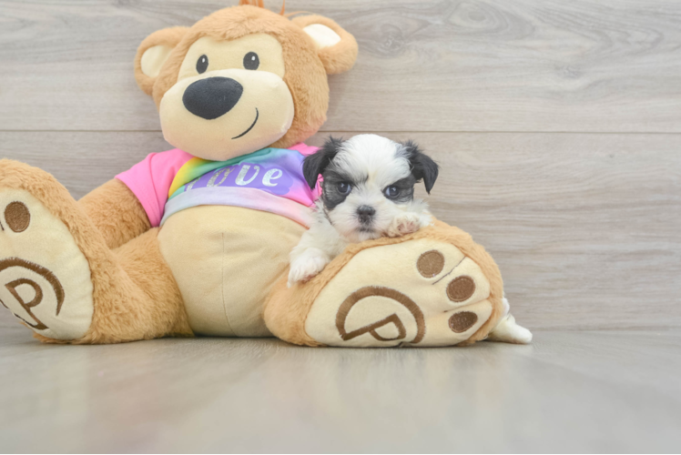 Teddy Bear Puppy for Adoption