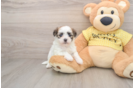 Adorable Shitzu Designer Puppy