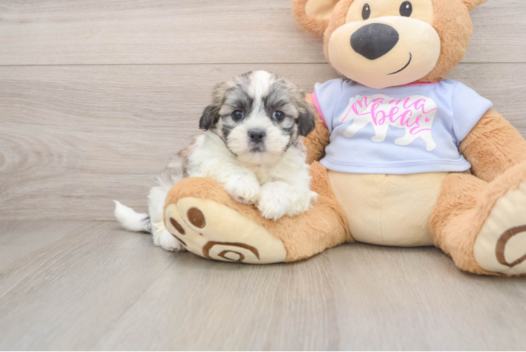 Sweet Teddy Bear Baby