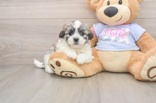 ADELE, a Teddy Bear littermate