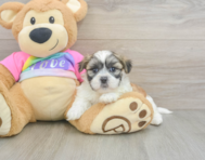 7 week old Teddy Bear Puppy For Sale - Windy City Pups