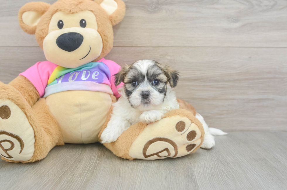 6 week old Teddy Bear Puppy For Sale - Windy City Pups