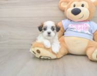 8 week old Teddy Bear Puppy For Sale - Windy City Pups