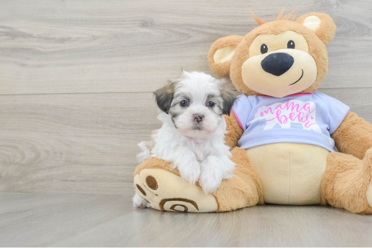 Energetic Shichon Designer Puppy