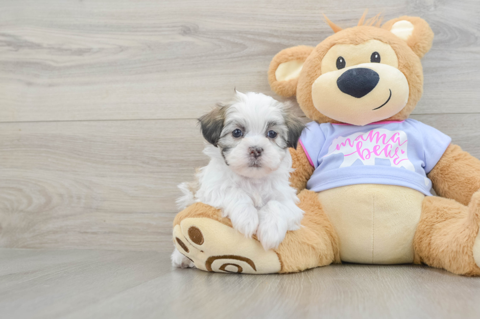 Energetic Shichon Designer Puppy