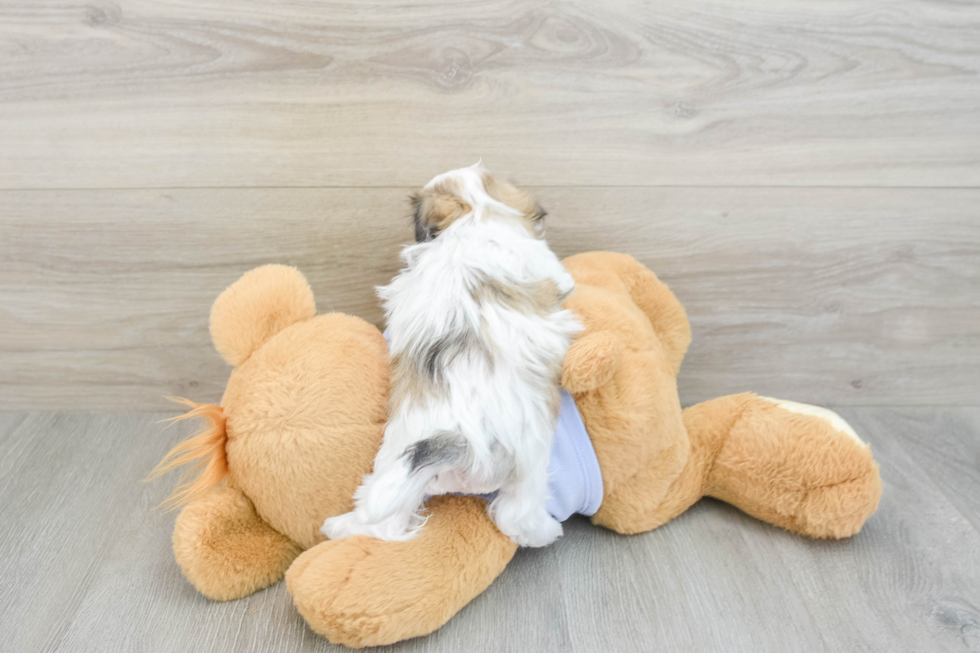 Teddy Bear Puppy for Adoption
