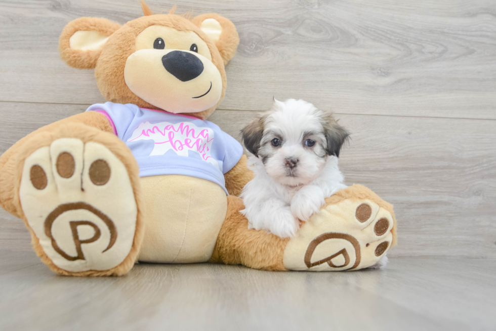 Friendly Teddy Bear Baby