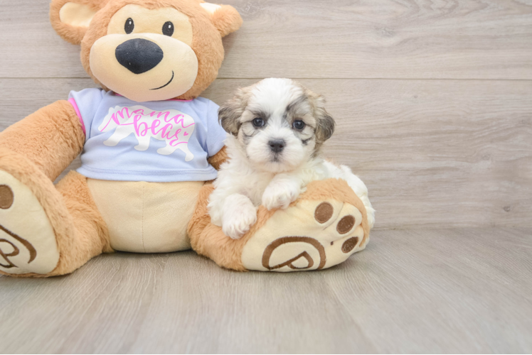 Small Teddy Bear Baby