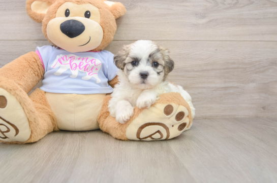ALEXIS, a Teddy Bear littermate