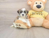 8 week old Teddy Bear Puppy For Sale - Windy City Pups
