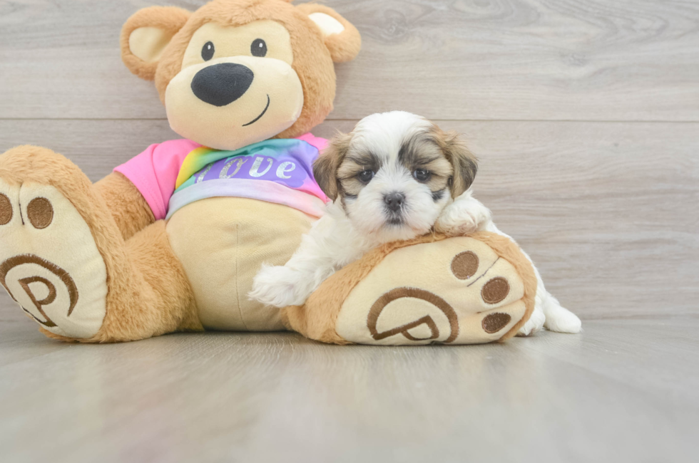 6 week old Teddy Bear Puppy For Sale - Windy City Pups